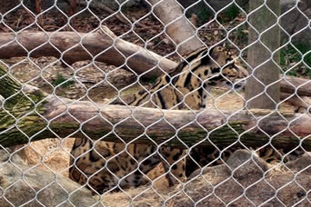 Μια λεοπάρδαλη εσωκλείεται από το δεμένο πλέγμα ζωολογικών κήπων καλωδίων ανοξείδωτου