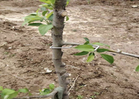 13CM μήκος Ζυγισμένο κλαδί δέντρου Εμπρός εργαλείο Furit Δέντρα Χρήση