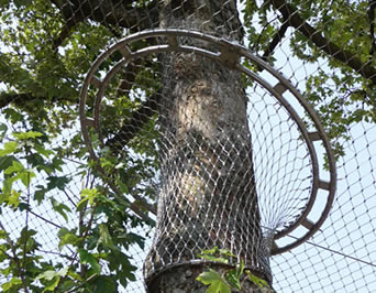 Να ενώσει μεταξύ της αλιείας με δίχτυα κλουβιών και ενός ψηλού δέντρου είναι ένα πυκνό δίχτυ που αποτρέπει αποτελεσματικά τα πουλιά από να πετάξει έξω.